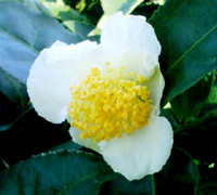 お茶の花1-200