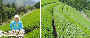 新茶収穫後2010-2