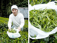 2012新茶測定1