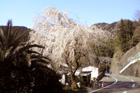 2009桜