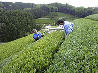 新茶2009-4初摘み