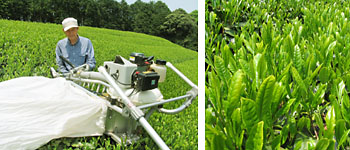 新茶収穫2010-1